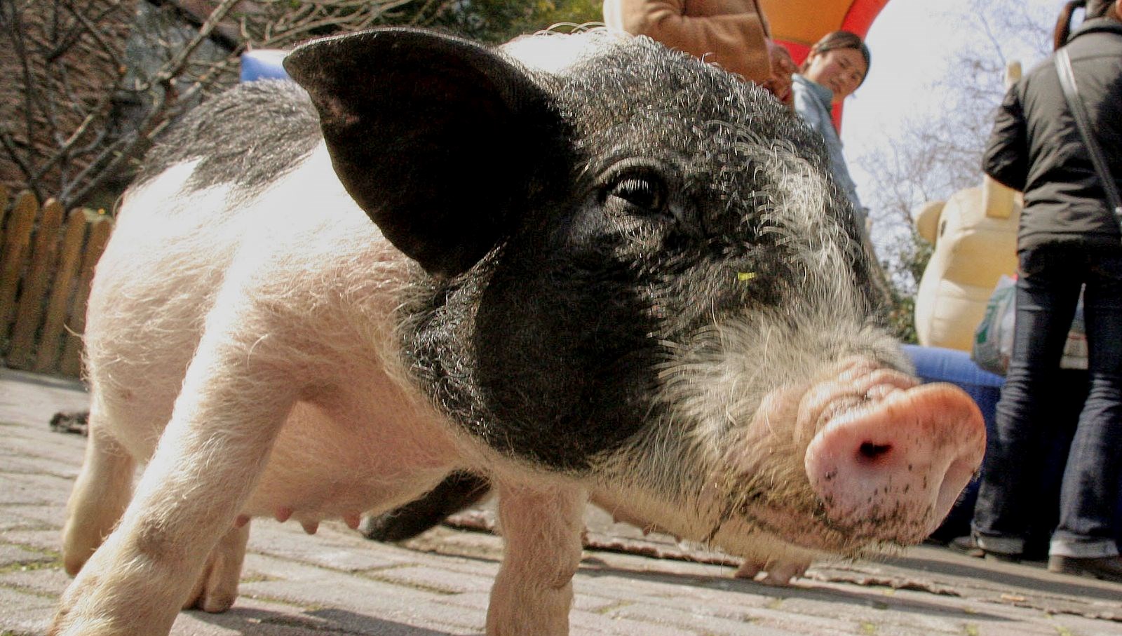 12 bin domuz itlaf edilecek sinirlari ordu koruyacak 5J5qOAD7