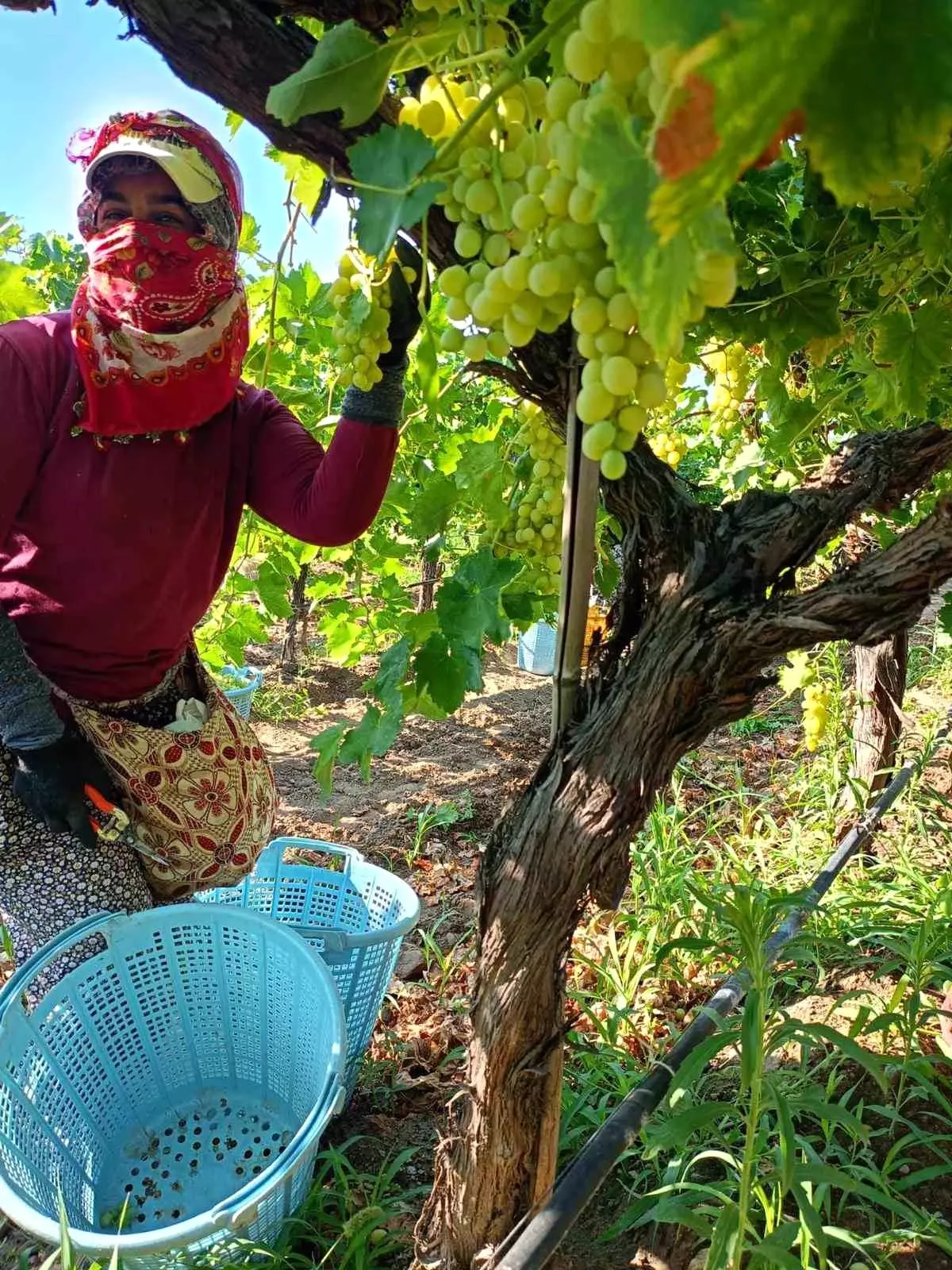 sarigolde uzum hasadi yogun bir sekilde devam ediyor YzbtKDSX