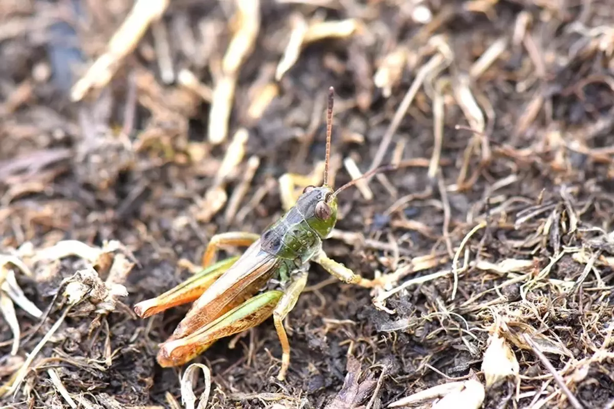 Karadeniz’de yeni bir çekirge türü keşfetti