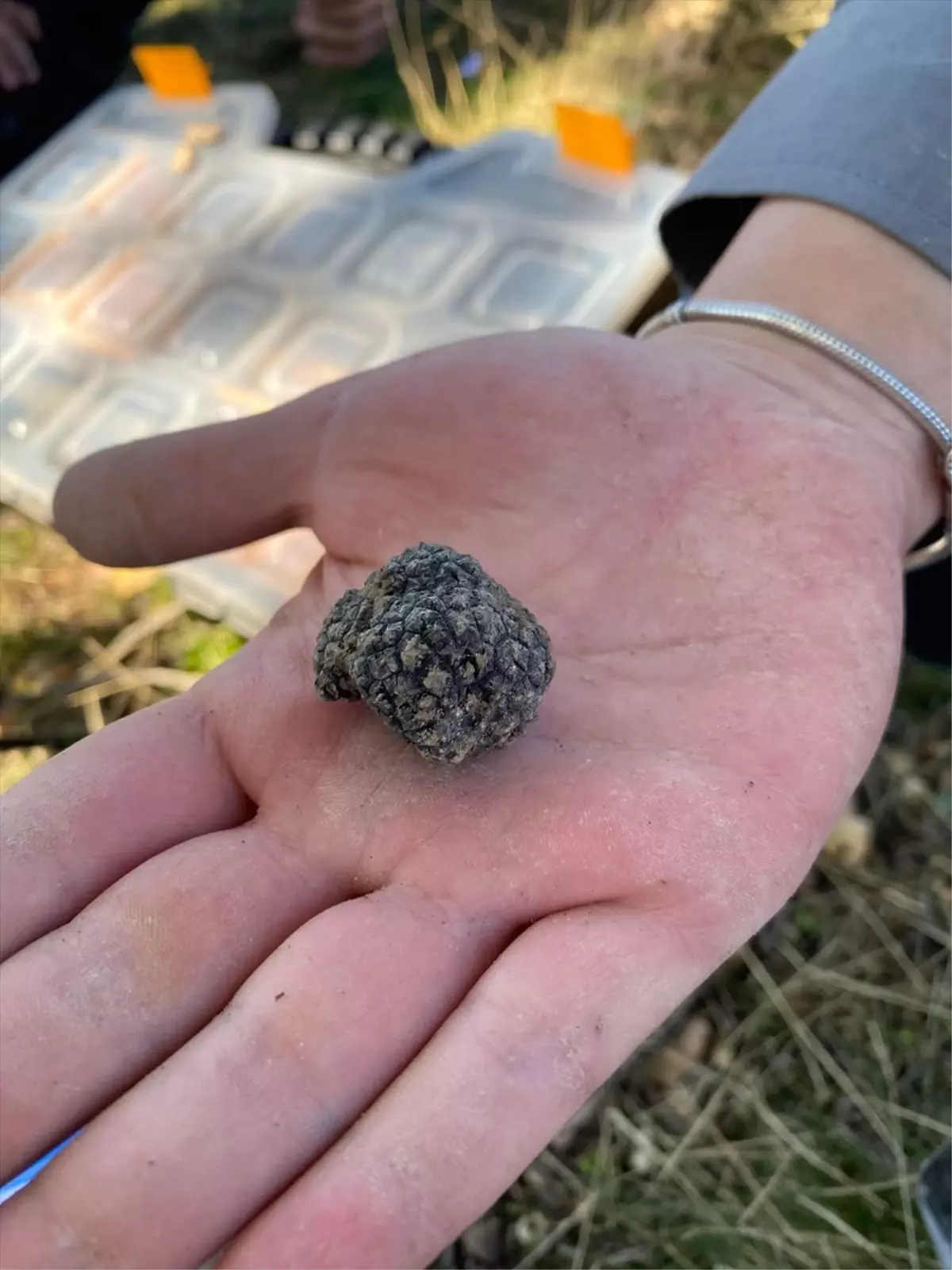 nallihanda truf mantarlari ve yapay zeka projesi YxdHYXk1.jpg