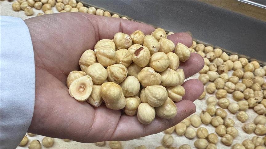 turkiye findik ihracatindan 351 milyon dolari askin gelir sagladi eRcYSITz.jpg