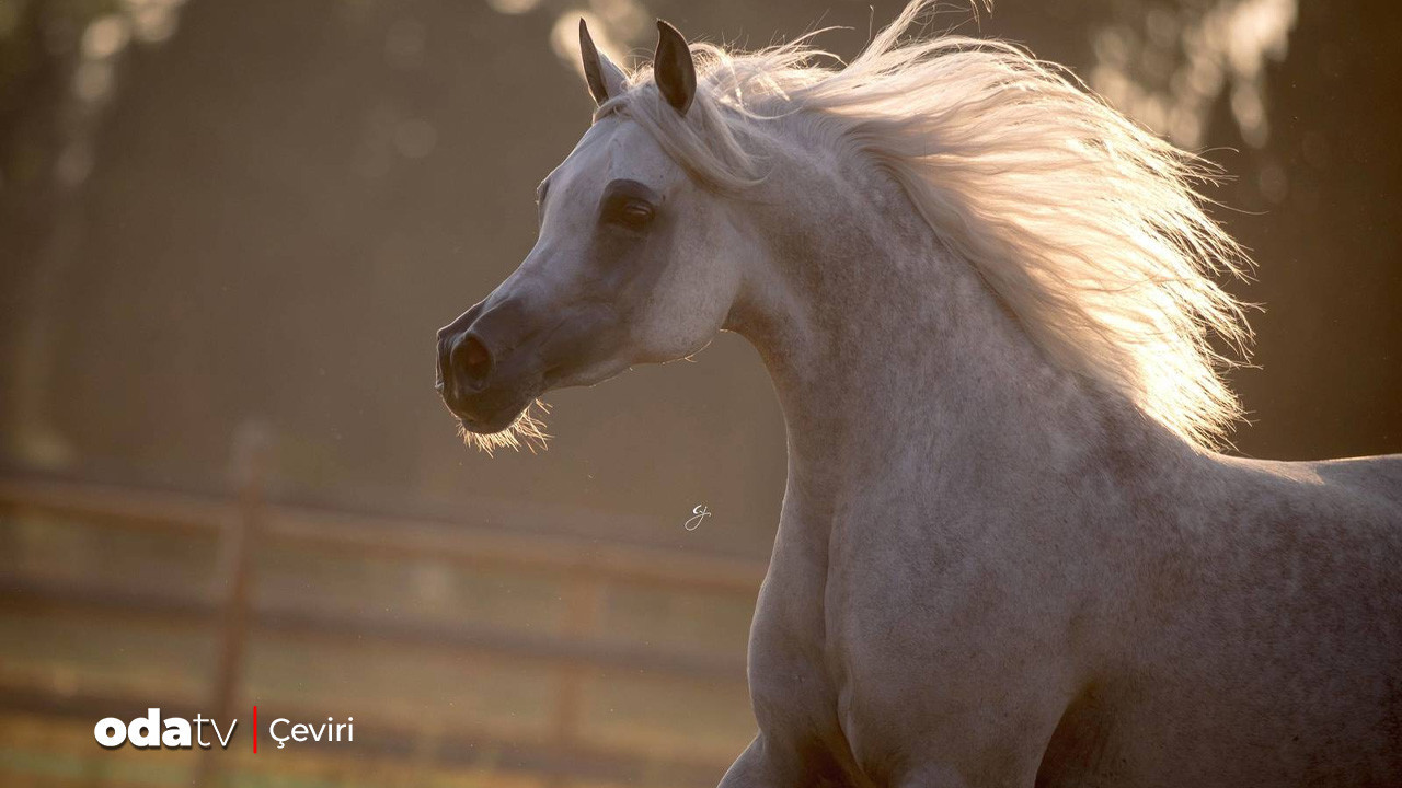 Arap atının hikayesi: Kimlik savaşı