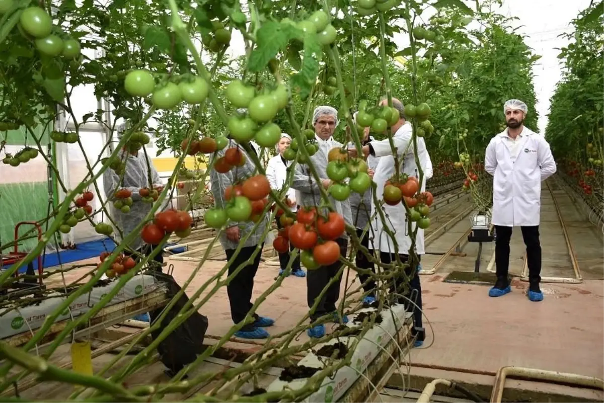 Kaymakam Güldoğan Sera Domatesi Üretimini İnceledi