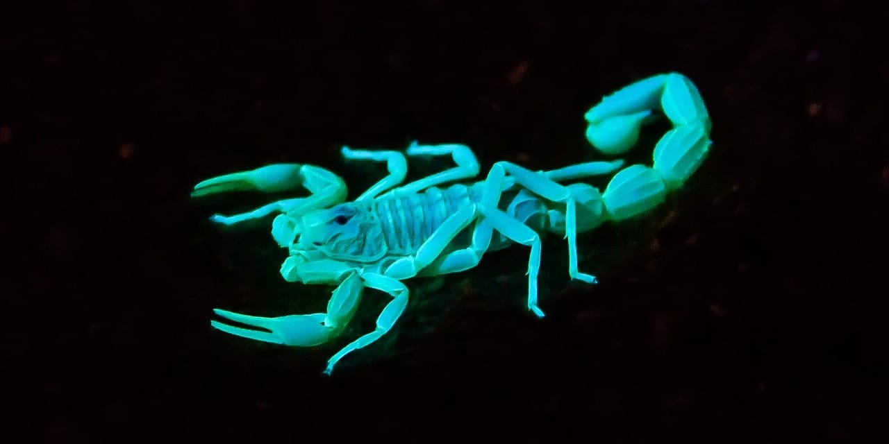 Akreplerin Zırhındaki Metal Sırları: İlk Kez Ortaya Çıktı