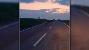 ankarada-nadir-goruntu-yaban-geyik-surusu-beypazari-yolunda-goruldu-XtqZVuHU