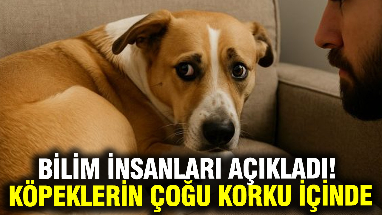 arastirma-kopeklerin-yuzde-84u-gunluk-hayatta-korku-ve-kaygi-yasiyor-fQQ2c6as