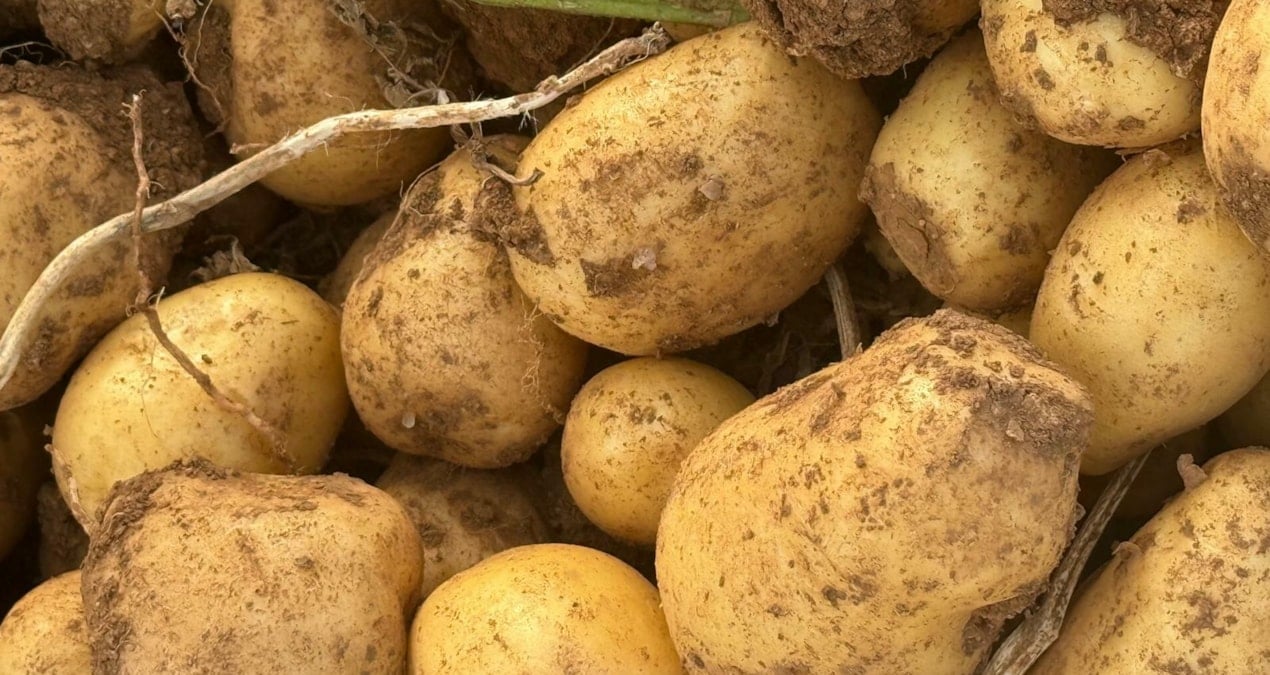 bir-ayda-yuzde-700-yukseldi-jeopolitik-krizin-yeni-kurbani-patates-oldu-gaM6m3eg